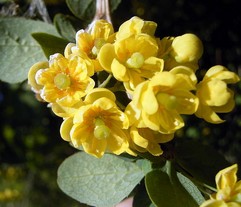 Berberis Vulgaris