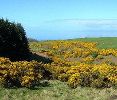 Gorse