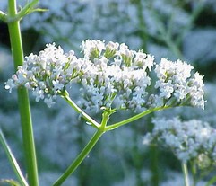 Valeriana