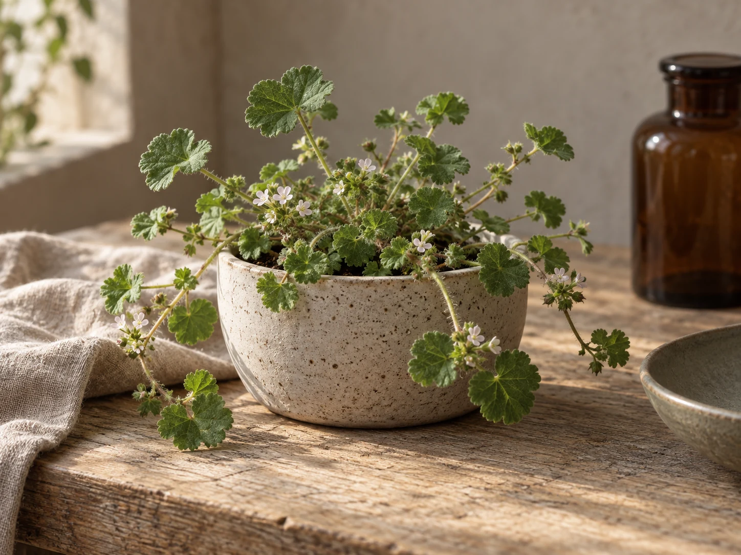 AI-genererad illustration av Vit kattost (Malva pusilla Sm.) i Växttraditions bildmiljö.