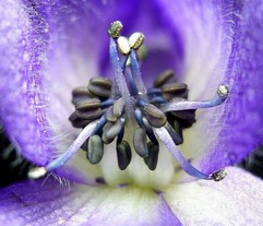 Aconitum Napellus