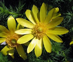 Adonis Vernalis