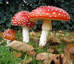 Agaricus Muscarius