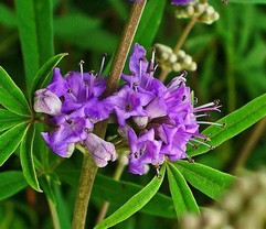 Agnus Castus