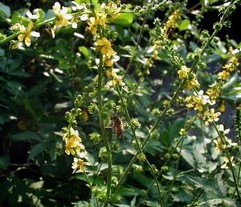 Agrimony