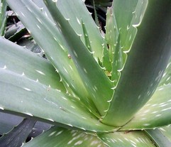 Aloe Socotrina