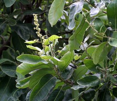 Anacardium Orientale