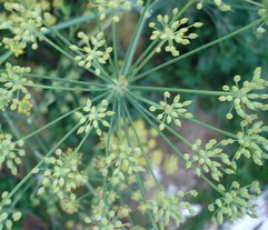 Dill