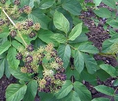 Aralia Racemosa