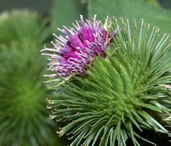 Arctium Lappa