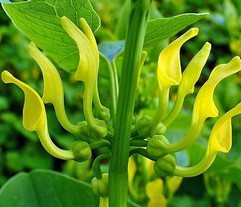 Aristolochia Clematitis