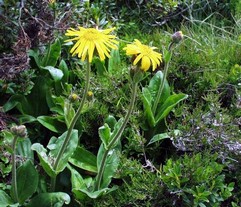 Arnica Montana