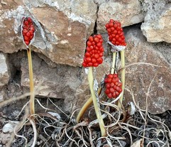 Arum Triphyllum