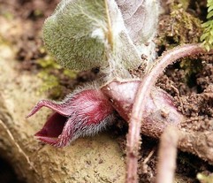 Asarum Europaeum