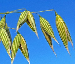 Avena Sativa