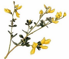 Baptisia