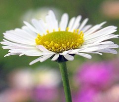 Bellis Perennis