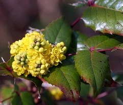 Berberis Aquifolium