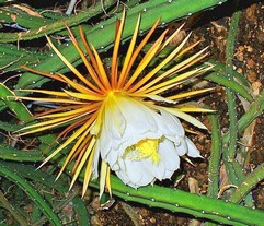 Cactus Grandiflorus