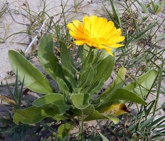 Calendula