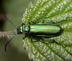 Cantharis