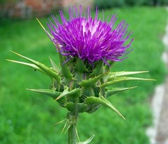 Carduus Marianus