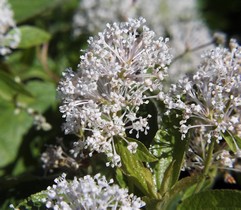 Ceanothus Americanus