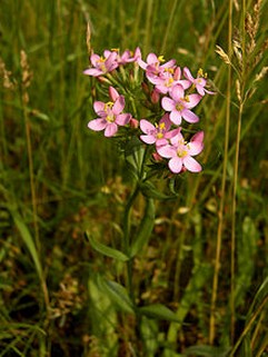 Centaury