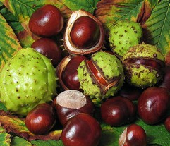 Chestnut bud