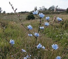 Chicory