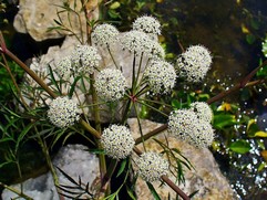 Cicuta Virosa