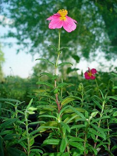 Cistus Canadensis