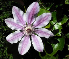 Clematis