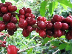 Coffea