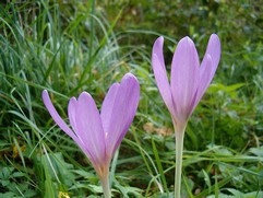 Colchicum Automnale