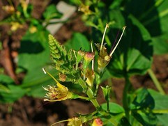 Collinsonia Canadensis