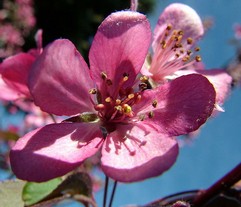 Crab apple