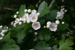 Crataegus Oxyacantra