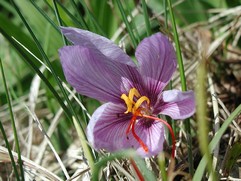 Crocus Sativus