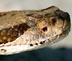 Crotalus Horridus