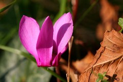 Cyclamen Europeum