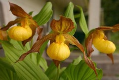 Cypripedium Pubescens