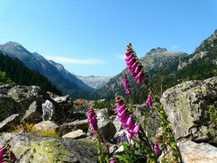 Digitalis Purpurea