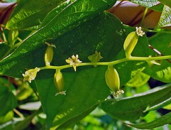 Dioscorea Villosa