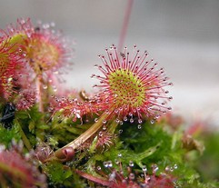 Drosera Rotundifolia