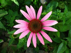 Echinacea Angustifolia