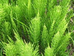 Equisetum Arvense