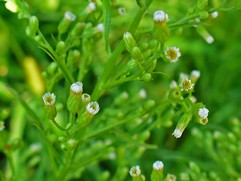 Erigeron