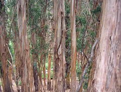 Eucalyptus