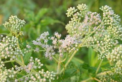 Eupatorium Perfoliatum